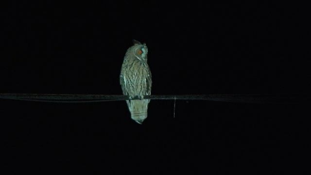 Сова 2