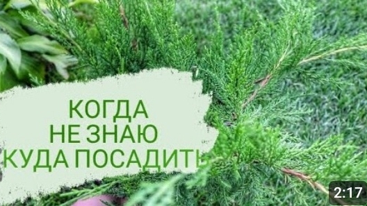 КАК Я ИЩУ МЕСТО ДЛЯ РАСТЕНИЯ, КОГДА НЕ ЗНАЮ КУДА ЕГО ПОСАДИТЬ. 3.09.2023г. БЕЛАРУСЬ, ГОМЕЛЬСКАЯ ОБЛ.