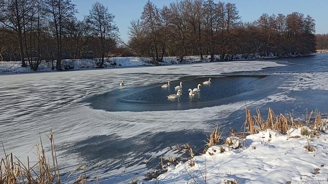 Лебединое озеро
