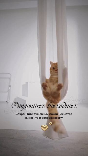 Выходные #котики #отдых