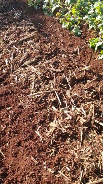 Fizemos mais canteiros para plantar beterraba e aumentamos a área de plantio da horta #sitio #horta