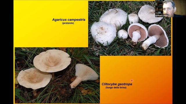 La funzione dei funghi nell'ambiente // Esperti in erbe, Natura&Colore 2023