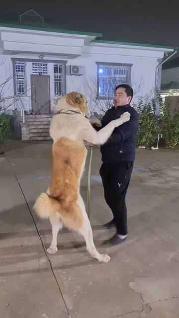 самый добрый Алабай.