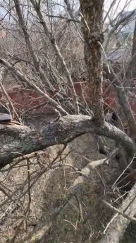 реконструкция старого абрикоса часть 1