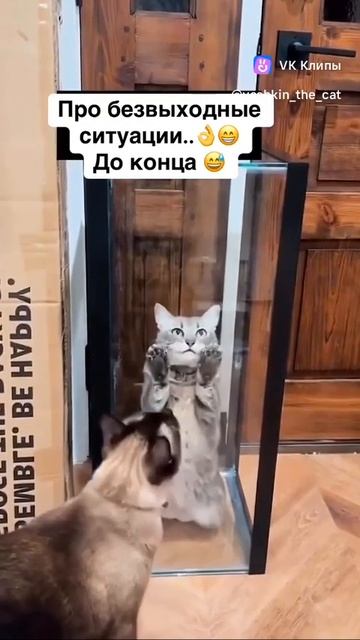 котики