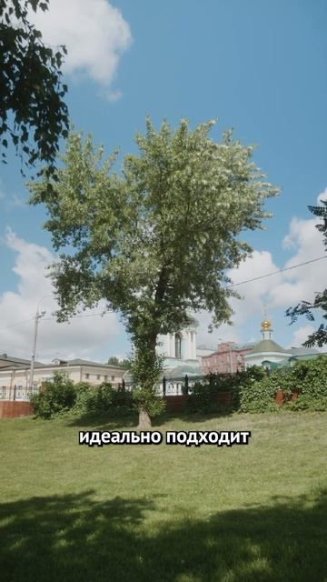 И кто только придумал столько тополей посадить?  #ЕвгенийСкворцов #интересныефакты