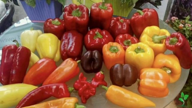 Самые хорошие сорта болгарского перца детальна інформація в описах⠀