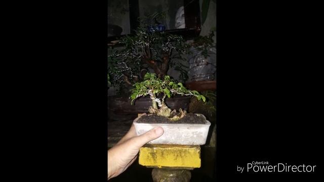 Proses pertumbuhan Mame bonsai serut