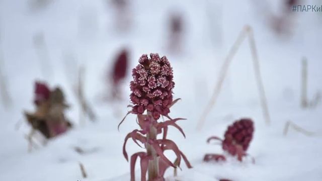 СКОРО ЛЕТО, а пока весенние катаклизмы