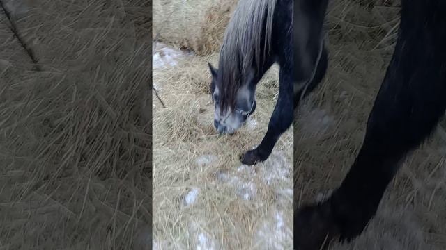 конь сбежал