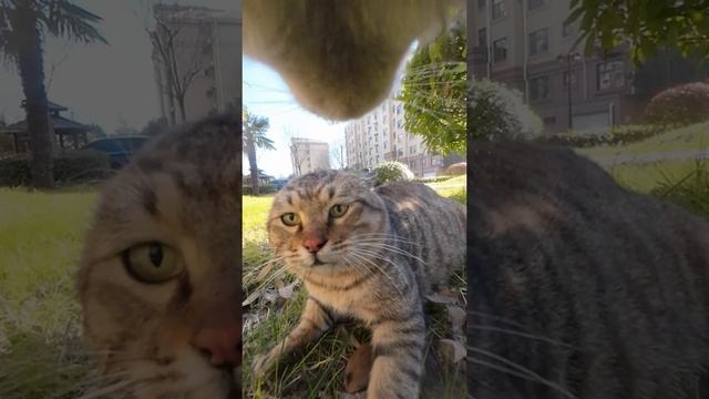 Улица, кот, драка, бойня