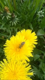 СУПЕР Цветочный Мёд