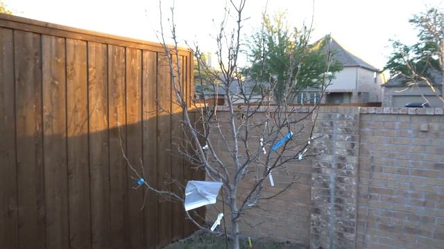 2022 Asian Pears Series Ep. 01 - Pruning, Grafting, Applying Dormant Oil
