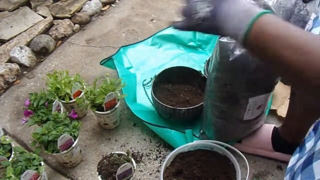 Zone 8B Planting Supertunia Vista BubbleGum, Zazzberry, Royal Velvet and Heat It Up Scarlet