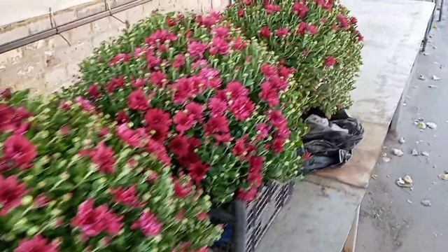 #хризантема #Запорожье #рынокАнголенко