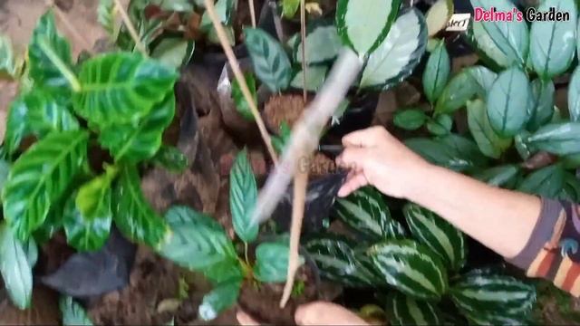 ALAMIN ANG MGA PANGALAN NG MGA CALATHEA