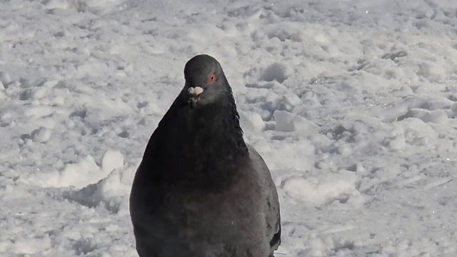 голуби, двор 15-02-2025 4К 60fps