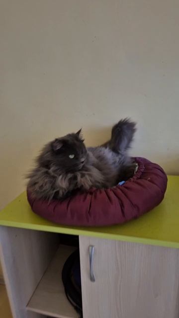 Котики2
