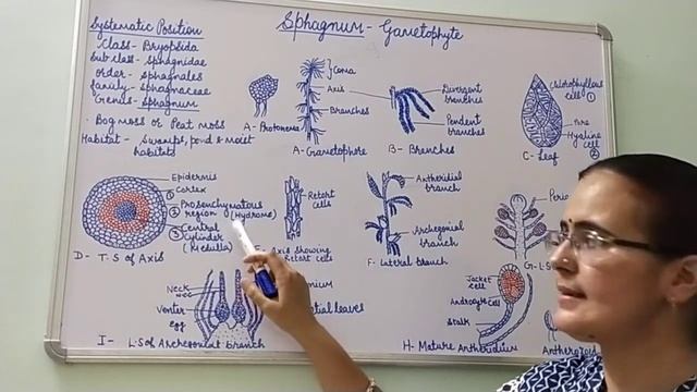 Sphagnum - Gametophyte