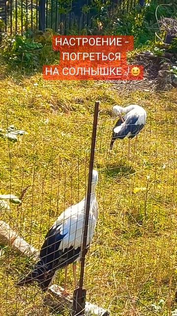 НАСТРОЕНИЕ 🌞 #видео #рек #популярное #природа #красота #птицы #аист