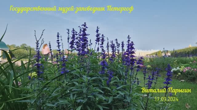 Виталий Парыгин - Государственный музей-заповедник Петергоф
