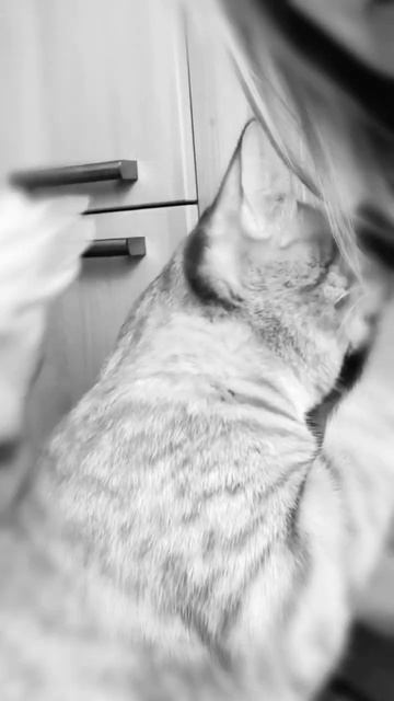 Мы с тобой теперь никто #shorts #pets #cat #catvideos #cat_richard
