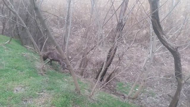 Пес (1-9 сезон) смотреть VID_20250215_151709