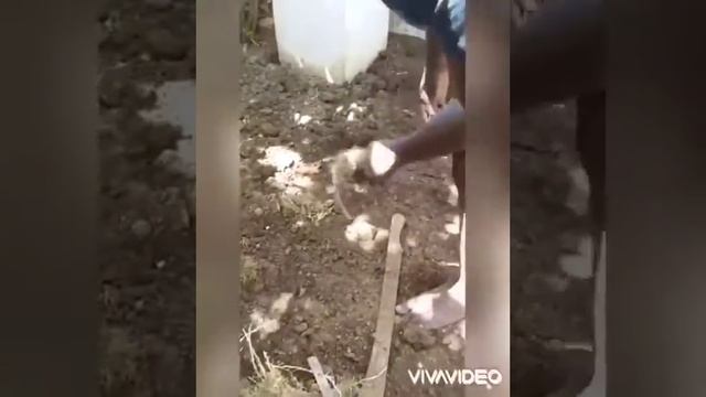Landscape Project (Preparing Soil,Planting and Fertilizing Zoysia Grass)