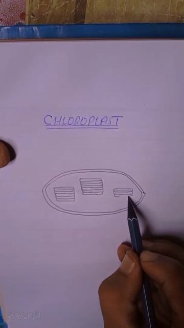 structure of chloroplast