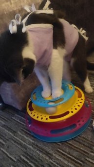 Кошечка играет в шарики🐱❤