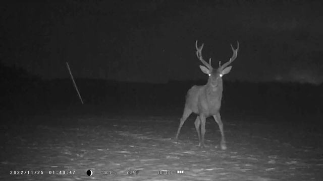 Medžioklės miško kamera HC-801A /Trail Camera Video HC-801A