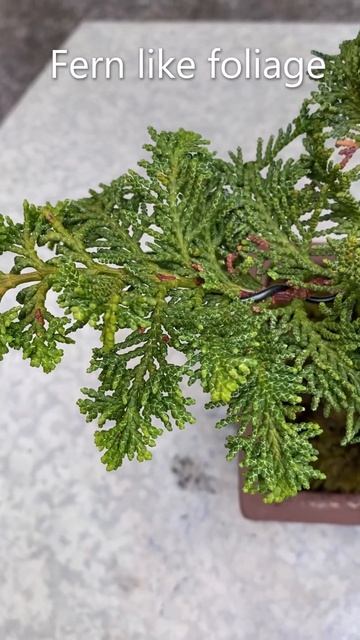 Potting A Hinoki False Cypress Bonsai (Chamaecyparis Obtusa Filicoldes) November 2022