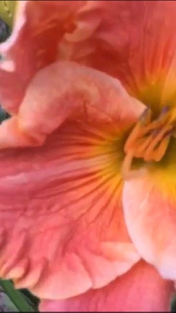 Лилейник daylily Intaglio Image