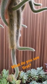 what do you see first #fyp #best #garden #funny