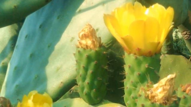Corsica Nature Impressions BELLA OPUNTIA BY MILUNA TUANI