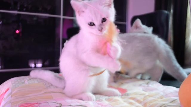 Британские серебристые шиншиллы котята