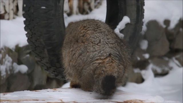 Котёнок манулов повзрослел, а Зеленогорск и Мия готовы к брачному сезону 12.02.2025