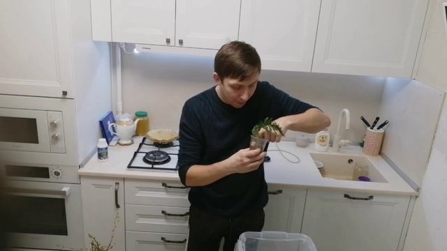 Черенкование туи и черной смородины