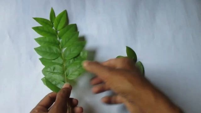 Repair A Broken leaf.  just watch this cool video & enjoy.