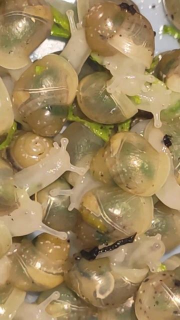 ỐC SÊN BẠCH NGỌC tập 25 🐌 White SNAILS 🐌 baby snails #short