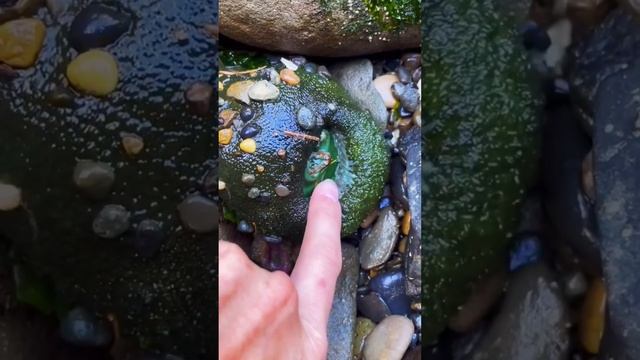 Seashell Stroker (Compilation)