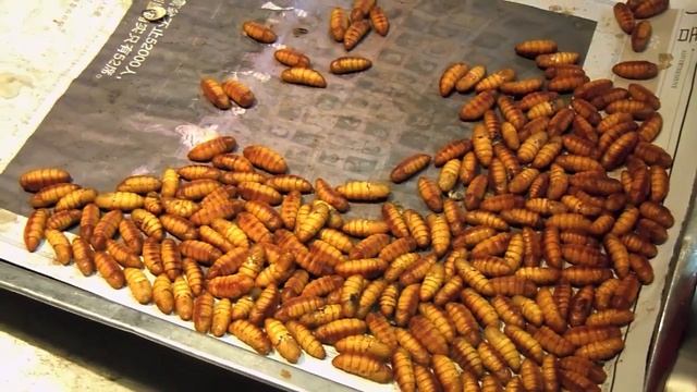 Silkworm Chrysalis