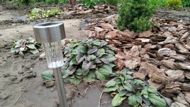 #хвойныйсад #хвойнаяизгородь #ельканадскаяконика #можжевельникблюэрроу