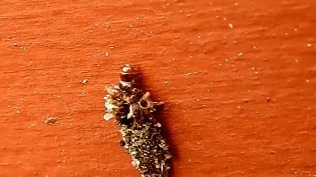 Bagworm moth Psychidae 常绿树蓑蛾 10 6 19 Cranberry Lake