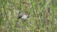 Lesser Whitethroat (Sylvia curruca), Bulgaria, 09.18.2014