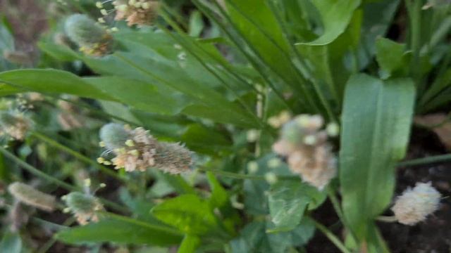 לחך אזמלני Plantago lanceolata