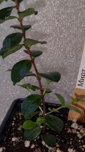 Мирт Лума остроконечная 🌳