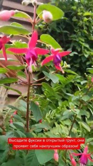фуксия в отрытом грунте прекрасна! #фуксия #plant #gardening