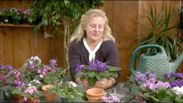 Avoiding African Violet Problems