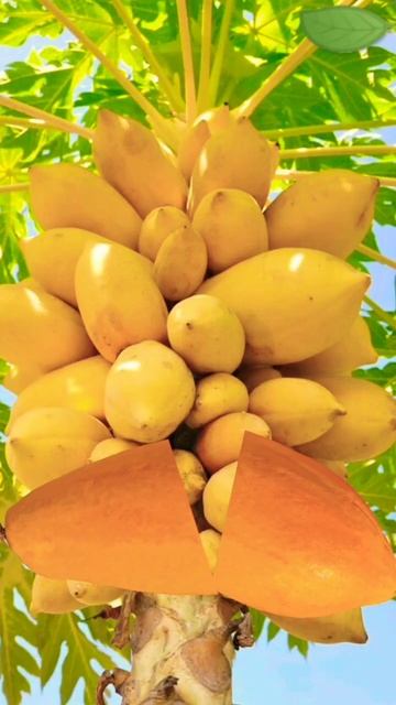 🌈 ASMR hinog na Papaya #fruit #asmr #viral #shorts